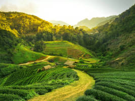 Sypané čaje - Akce