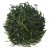 Shincha Sencha Kyoto 2026  |50g